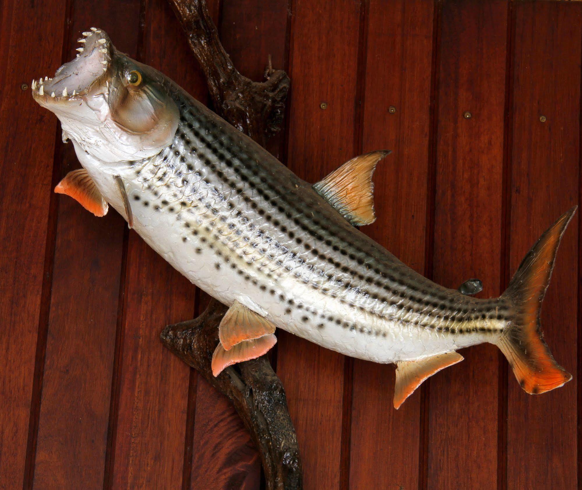Shayamoya Tiger Fishing And Game Lodge Pongola Luaran gambar