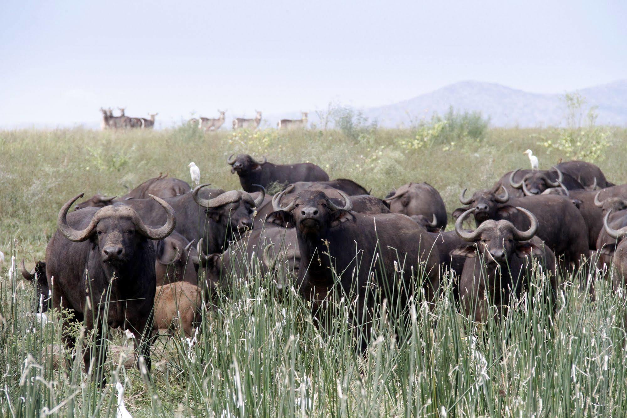 Shayamoya Tiger Fishing And Game Lodge Pongola Luaran gambar